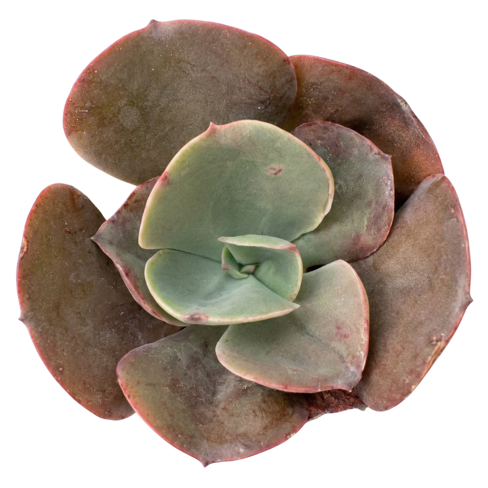 Echeveria 'Big Red' on a white background, green succulents, indoor outdoor succulents, succulent care guide, buy succulents online