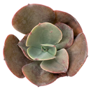 Echeveria 'Big Red' on a white background, green succulents, indoor outdoor succulents, succulent care guide, buy succulents online
