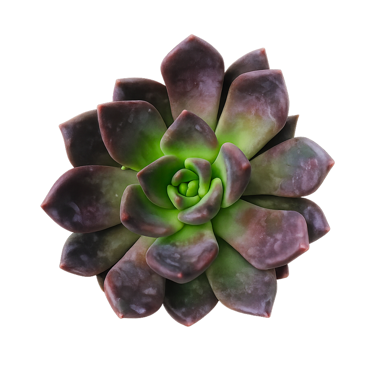 2 inch Echeveria Black Prince live succulent plant for sale, drought tolerant succulent houseplant, low maintenance succulent plant, decorative potted echeveria