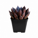 Echeveria Black Prince Succulent for sale, Black Prince Succulent for Halloween Indoors, Echeveria Black Prince makes a great spooky Halloween centerpiece