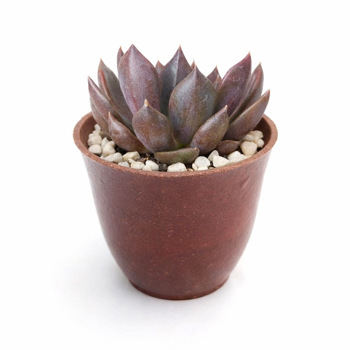 buy 2 inch Echeveria Black Prince live succulent plant online, succulent gift for plant lovers, indoor outdoor ornamental succulent, exotic echeveria collection plant, stylish desk decor succulent