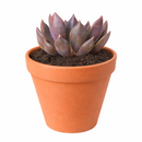 Echeveria Black Prince Succulent for sale, Black Prince Succulent for Halloween Indoors, Echeveria Black Prince makes a great spooky Halloween centerpiece
