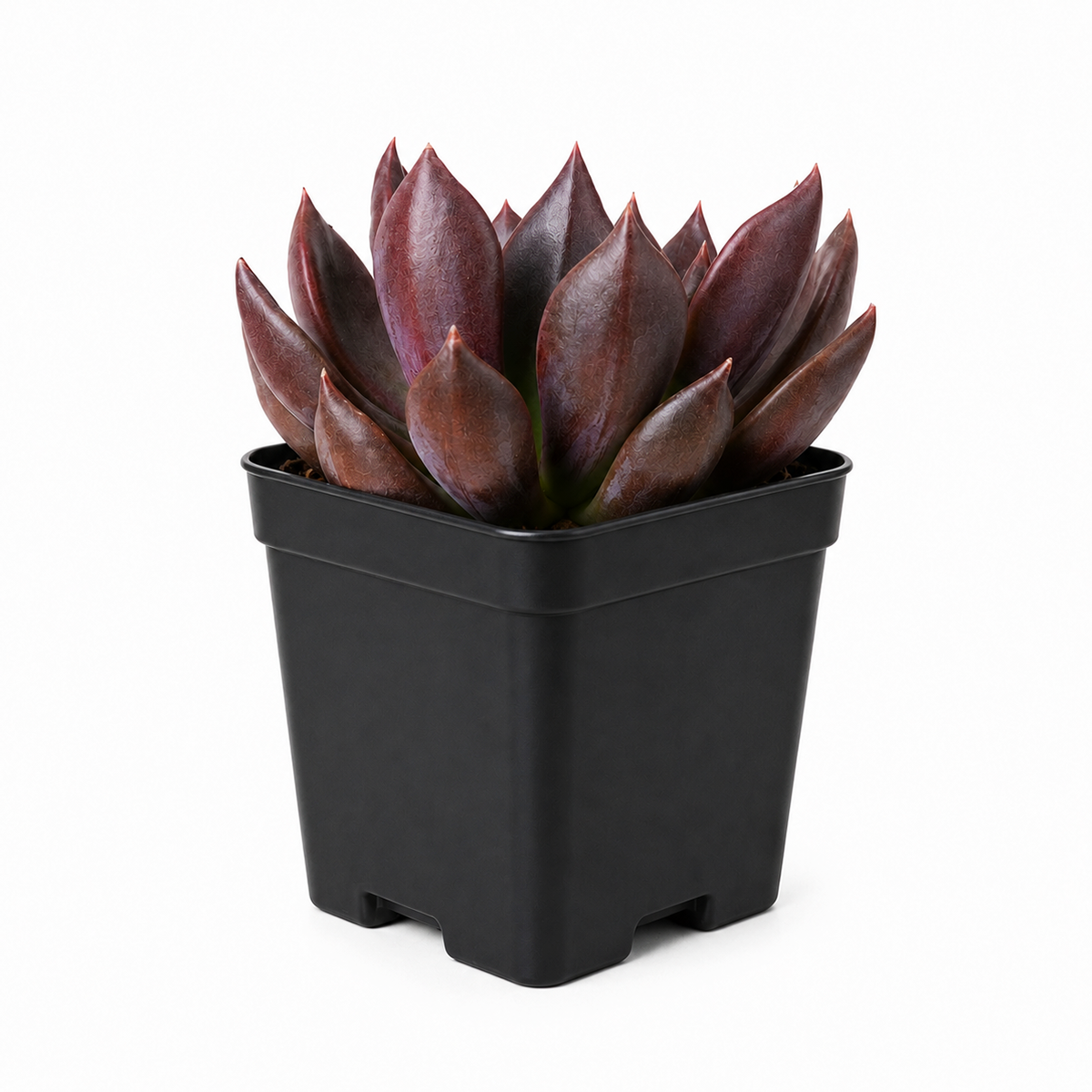 2 inch Echeveria Black Prince live succulent plant for sale, nursery grown succulent plant, thick leaf ornamental succulent, succulent for container gardens and patio planters