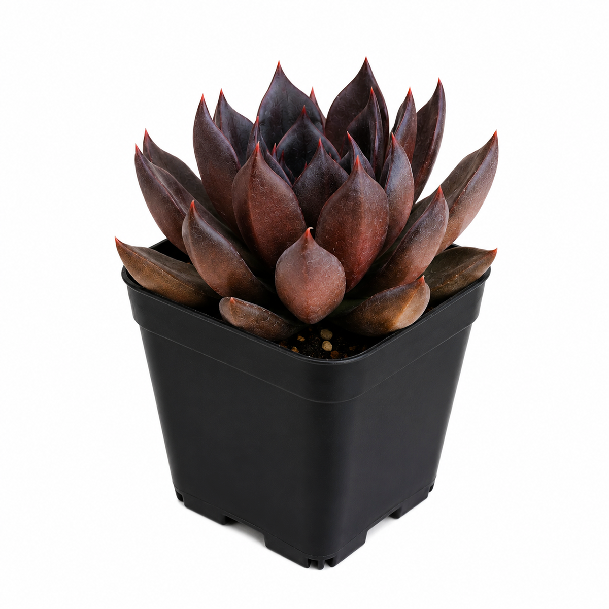 buy 2 inch Echeveria Black Prince live succulent plant online, sun loving echeveria plant, hardy drought resistant succulent, unique succulent for plant collectors, decorative succulent centerpiece arrangement
