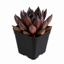 Echeveria Black Prince Succulent for sale, Black Prince Succulent for Halloween Indoors, Echeveria Black Prince makes a great spooky Halloween centerpiece