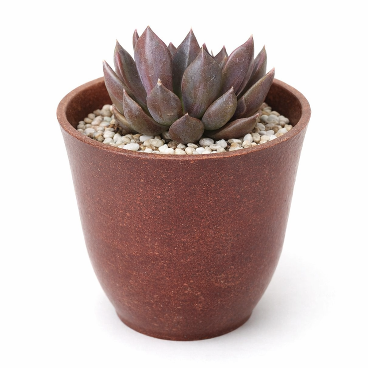 buy 2 inch Echeveria Black Prince live succulent plant online, trendy succulent home decor, collectible rare echeveria variety, decorative succulent arrangement centerpiece, dramatic black and burgundy succulent leaves