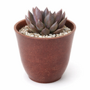 Echeveria Black Prince Succulent for sale, Black Prince Succulent for Halloween Indoors, Echeveria Black Prince makes a great spooky Halloween centerpiece