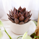 Echeveria Black Prince Succulent for sale, Black Prince Succulent for Halloween Indoors, Echeveria Black Prince makes a great spooky Halloween centerpiece