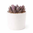Echeveria Black Prince Succulent for sale, Black Prince Succulent for Halloween Indoors, Echeveria Black Prince makes a great spooky Halloween centerpiece