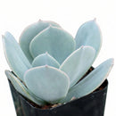 Close-up of an Echeveria 'Blue Dude' on a white background, green succulents, indoor succulents, succulent care guide, buy succulents online