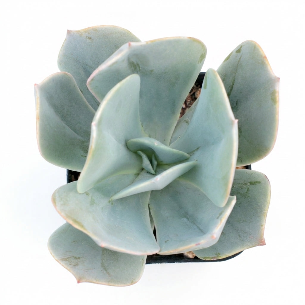 Close-up of an Echeveria 'Blue Dude' on a white background, green succulents, indoor succulents, succulent care guide, buy succulents online