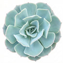 Echeveria 'Blue Ruffles' in a pot on a white background, green succulents, indoor succulents, succulent care guide, buy succulents online