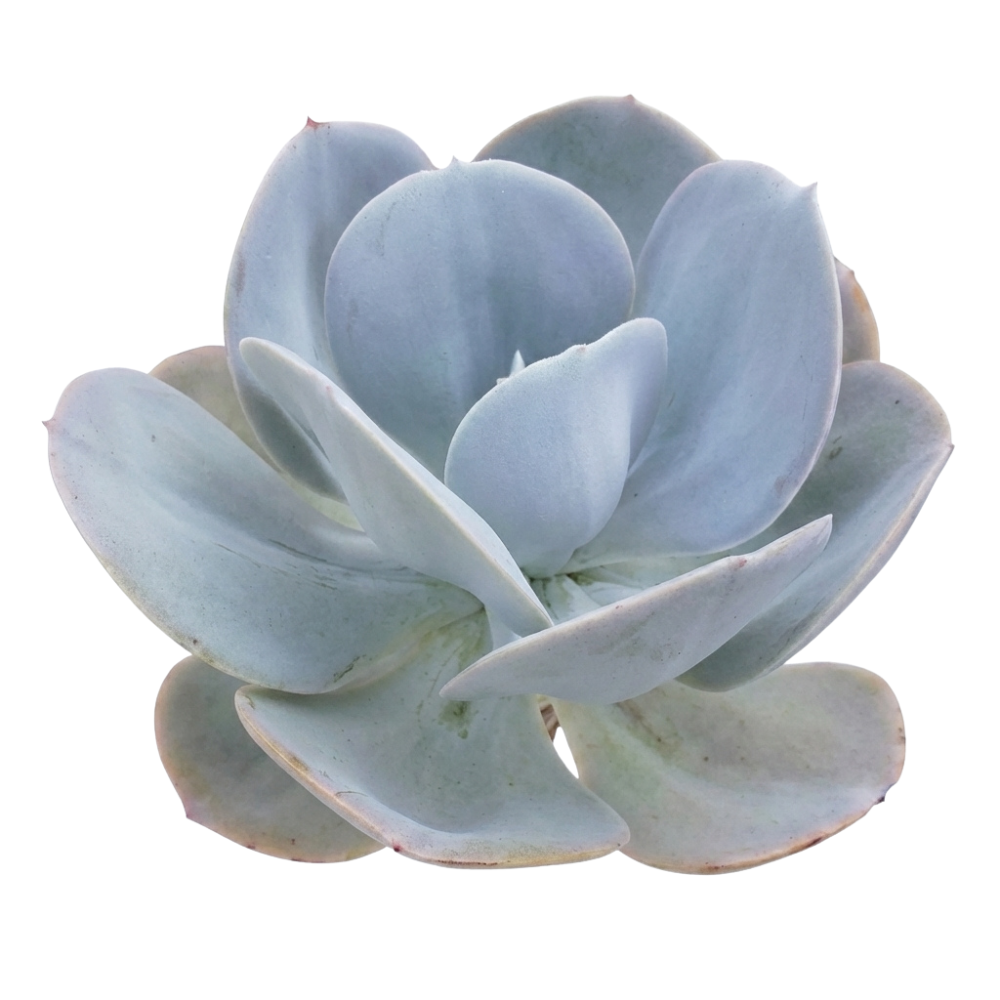Echeveria 'Blue Dude', green succulents, indoor succulents, succulent care guide, buy succulents online