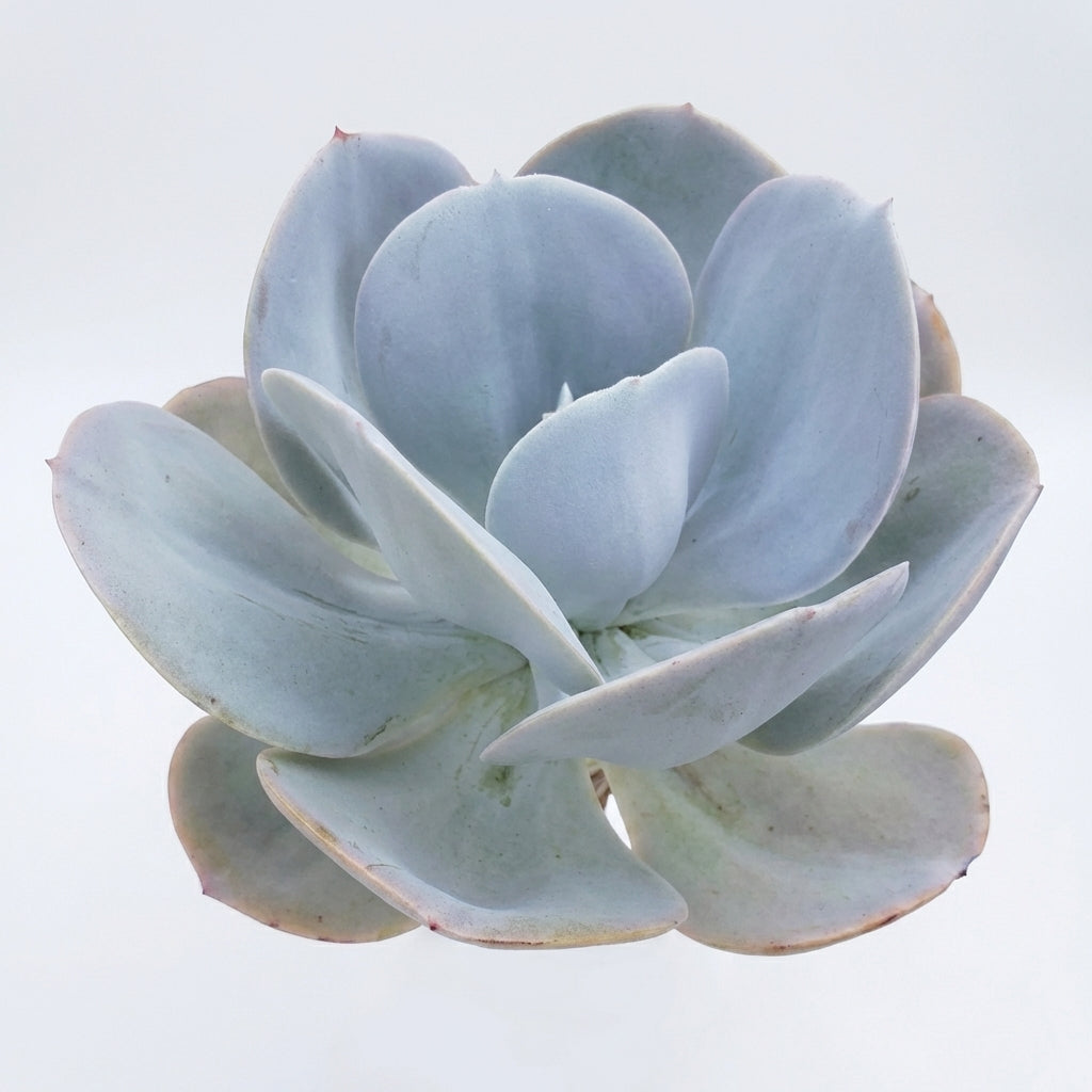 Echeveria 'Blue Dude'
