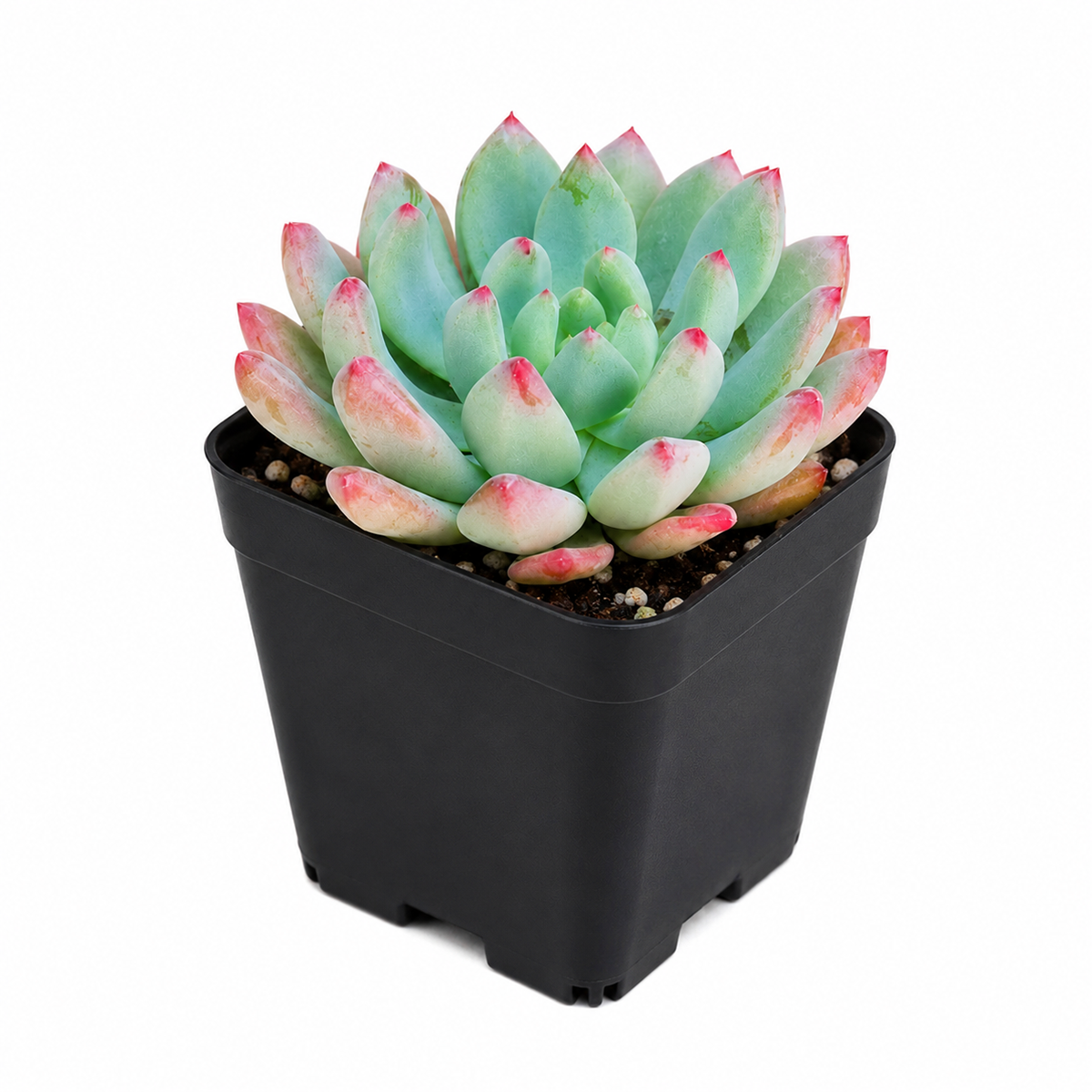 elfstone succulent Echeveria Sedeveria Blue Elf with Care Guide