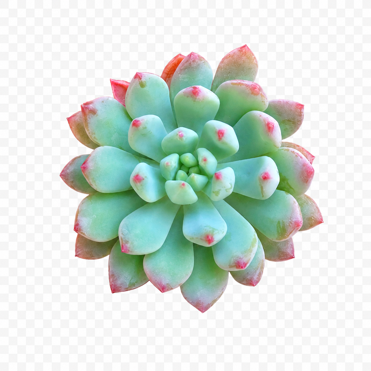 Echeveria blue elf for sale, succulents store in CA, succulents garden, succulents shop, succulent subscription, how to grow succulents, succulent care, Echeveria Sedeveria Blue Elf in California, How to grow Echeveria Sedeveria Blue Elf, How to care echeveria succulents for thanksgiving, Easter echeveria gift., echeveria, echeveria succulent, echeveria types, succulent echeveria, buy succulents online, succulent shop, succulent store, echeveria plant, indoor succulents