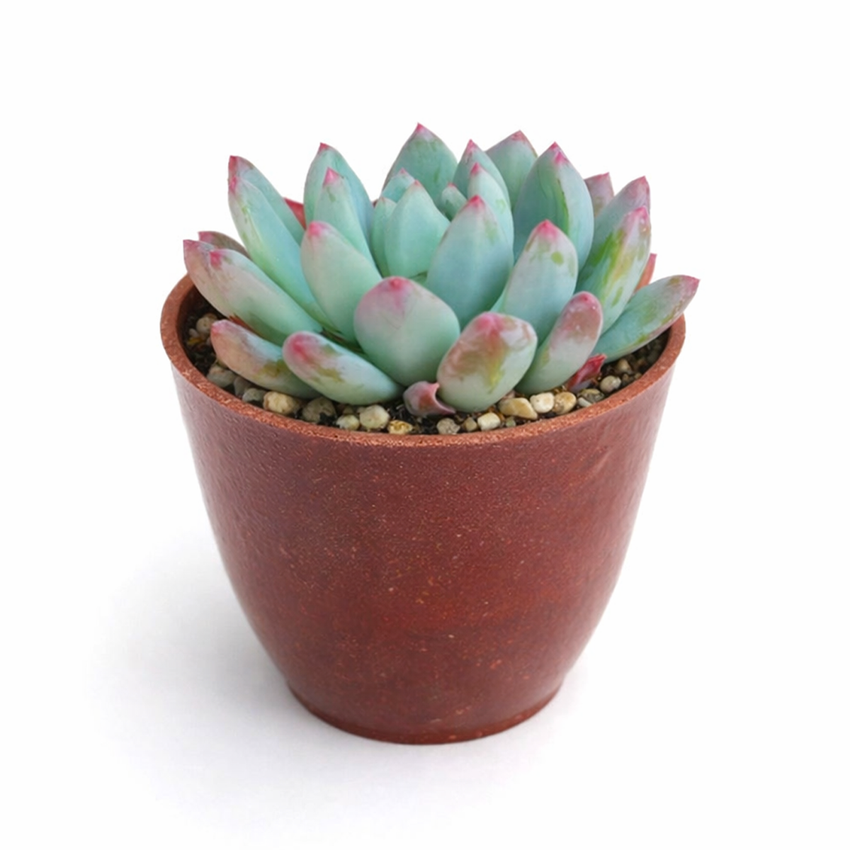 2 inch Echeveria Blue Elf live succulent plant for sale, nursery grown succulent plant, thick leaf ornamental succulent, succulent for container gardens and patio planters