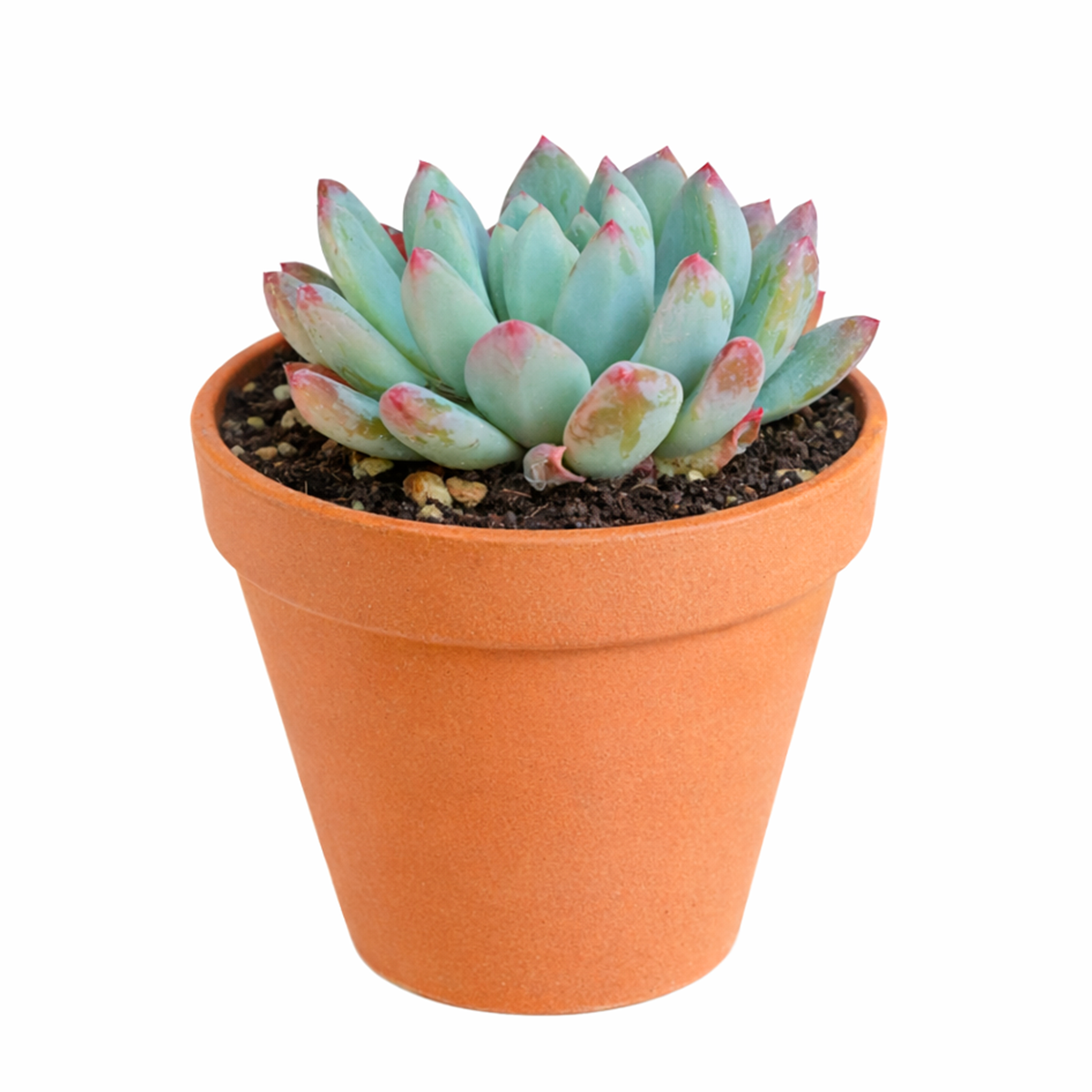 buy 2 inch Echeveria Blue Elf live succulent plant online, exotic echeveria collection plant, stylish desk decor succulent, soft blue toned succulent leaves, succulent for fairy gardens