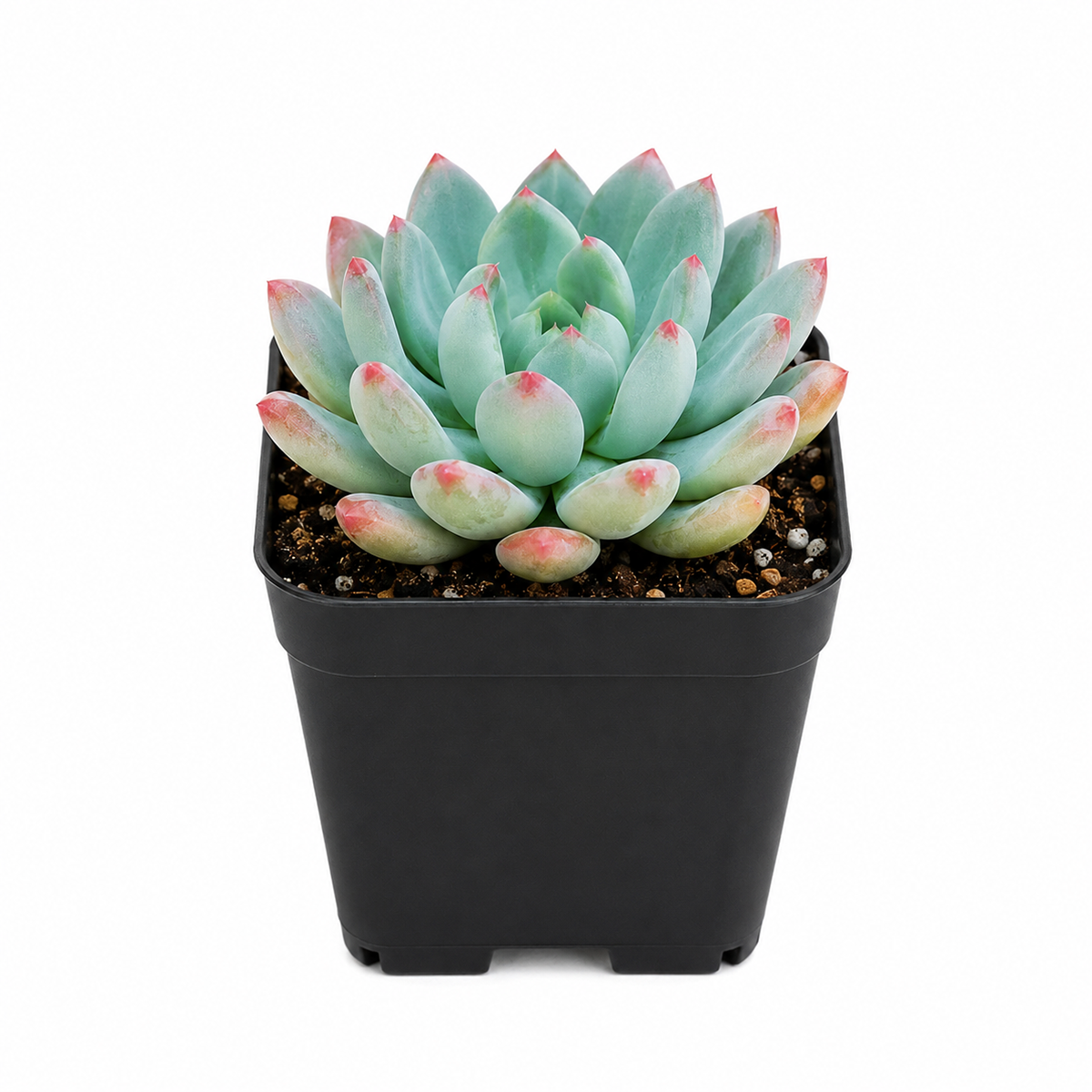 buy 2 inch Echeveria Blue Elf live succulent plant online, sun loving echeveria plant, hardy drought resistant succulent, unique succulent for plant collectors, decorative succulent centerpiece arrangement, succulent gift for plant lovers, indoor outdoor ornamental succulent