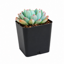 Echeveria blue elf for sale, succulents store in CA, succulents garden, succulents shop, succulent subscription, how to grow succulents, succulent care, Echeveria Sedeveria Blue Elf in California, How to grow Echeveria Sedeveria Blue Elf, How to care echeveria succulents for thanksgiving, Easter echeveria gift., echeveria, echeveria succulent, echeveria types, succulent echeveria, buy succulents online, succulent shop, succulent store, echeveria plant, indoor succulents