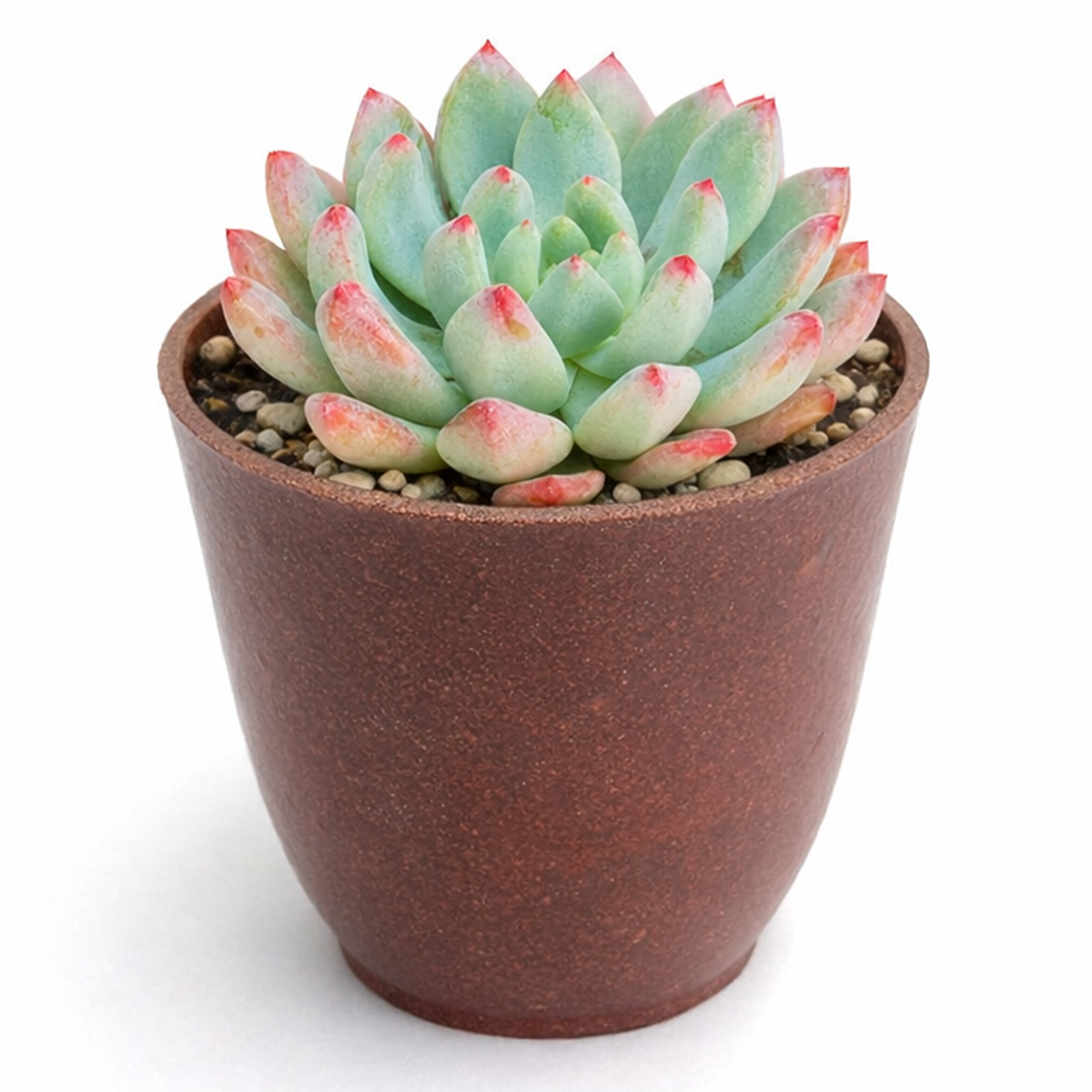 buy 2 inch Echeveria Blue Elf live succulent plant online, trendy succulent home decor, collectible rare echeveria variety, decorative succulent arrangement centerpiece, modern minimalist succulent decor