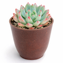 Echeveria blue elf for sale, succulents store in CA, succulents garden, succulents shop, succulent subscription, how to grow succulents, succulent care, Echeveria Sedeveria Blue Elf in California, How to grow Echeveria Sedeveria Blue Elf, How to care echeveria succulents for thanksgiving, Easter echeveria gift., echeveria, echeveria succulent, echeveria types, succulent echeveria, buy succulents online, succulent shop, succulent store, echeveria plant, indoor succulents