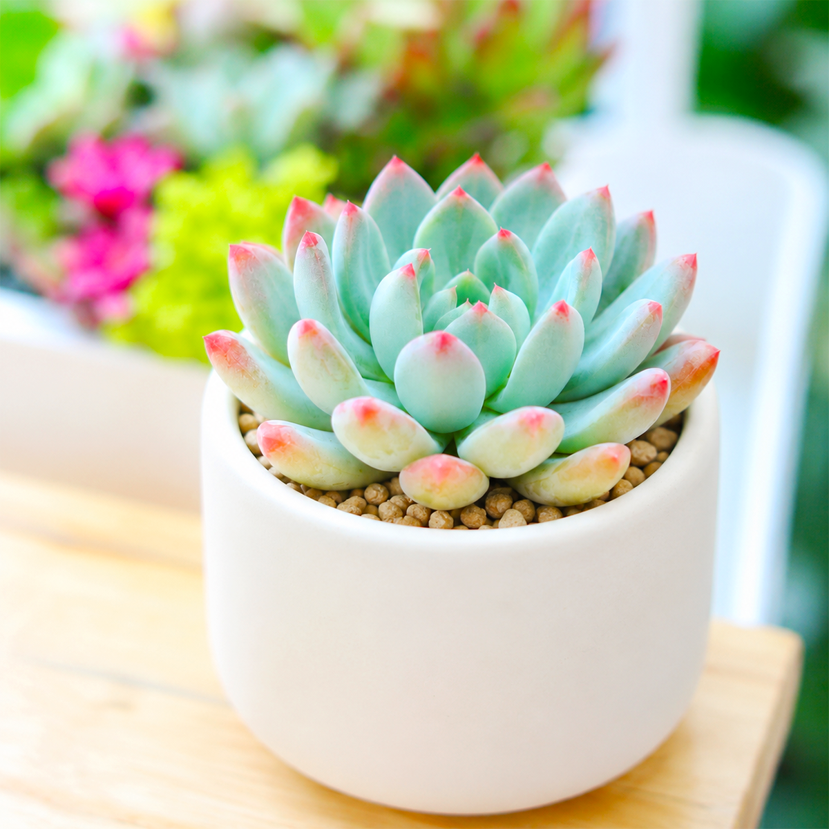2 inch Echeveria Blue Elf live succulent plant for sale, blue gray echeveria succulent, compact rosette succulent variety, pastel blue succulent plant, ornamental echeveria for home and garden