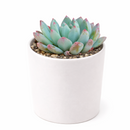 Echeveria blue elf for sale, succulents store in CA, succulents garden, succulents shop, succulent subscription, how to grow succulents, succulent care, Echeveria Sedeveria Blue Elf in California, How to grow Echeveria Sedeveria Blue Elf, How to care echeveria succulents for thanksgiving, Easter echeveria gift., echeveria, echeveria succulent, echeveria types, succulent echeveria, buy succulents online, succulent shop, succulent store, echeveria plant, indoor succulents