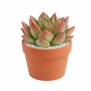 Echeveria 'Blue Moon', green succulents, indoor succulents, succulent care guide, buy succulents online