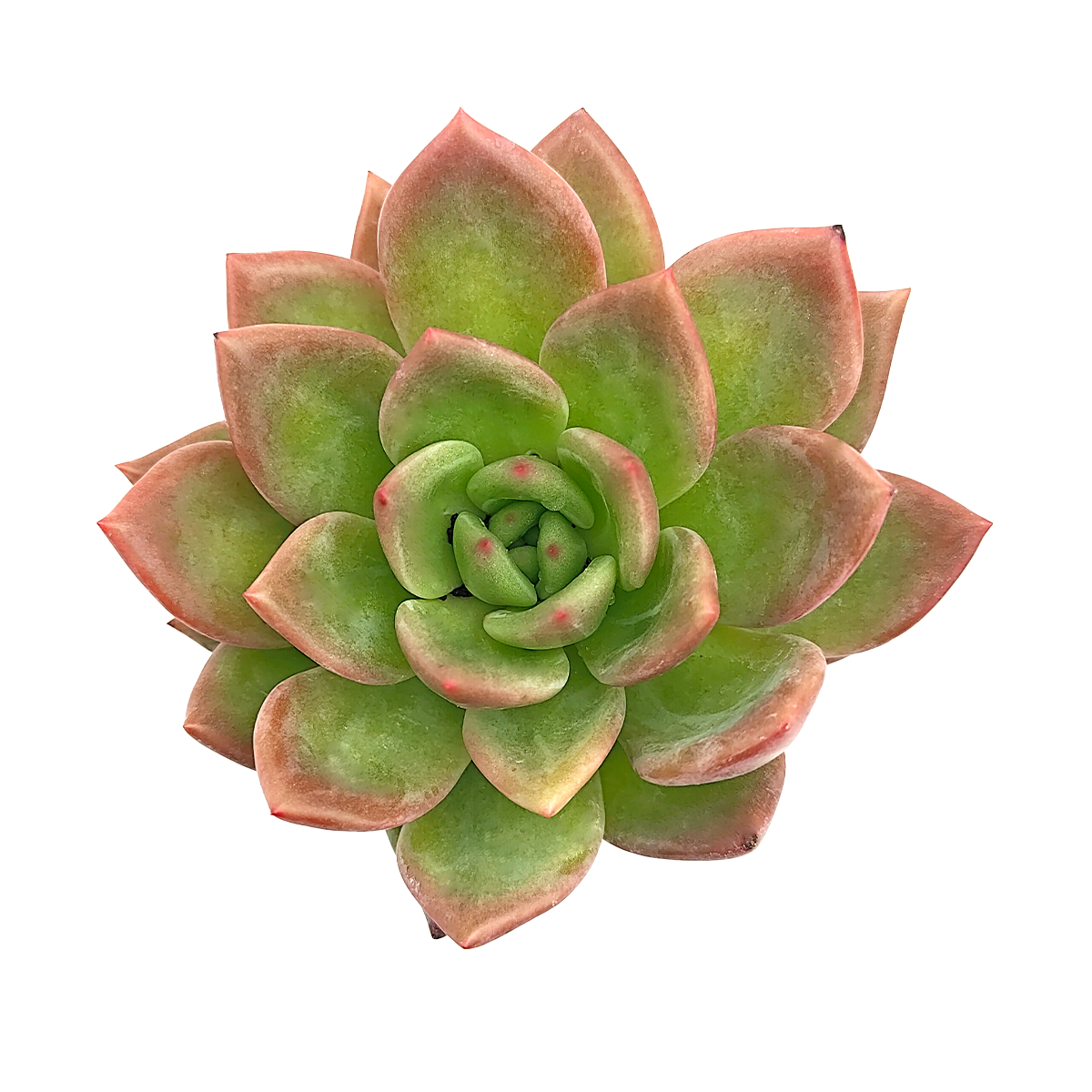 Echeveria 'Blue Moon', green succulents, indoor succulents, succulent care guide, buy succulents online