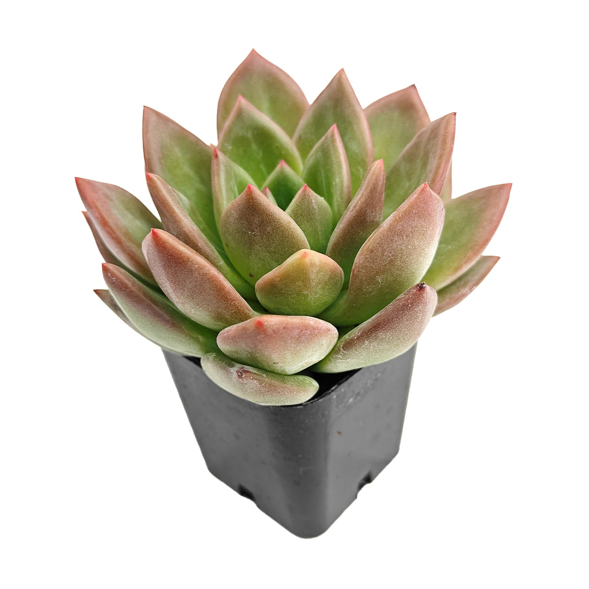 sunshine succulents Echeveria 'Blue Sunshine' - Easy Care Succulent