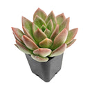 Echeveria 'Blue Moon', green succulents, indoor succulents, succulent care guide, buy succulents online