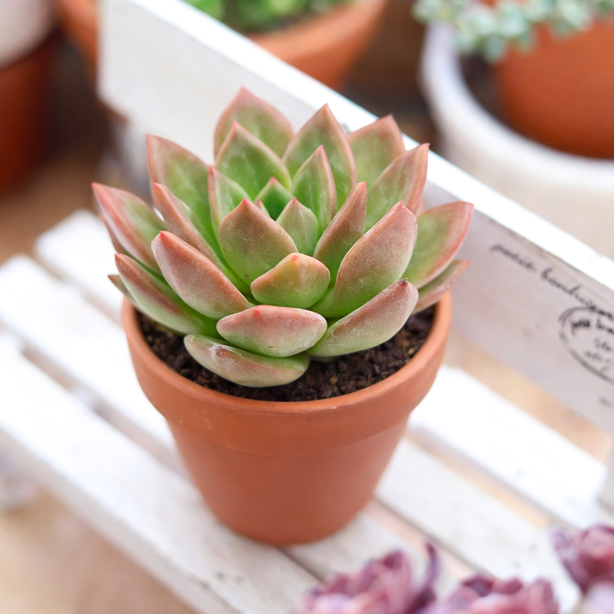 Echeveria 'Blue Moon'