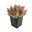 Echeveria 'Blue Moon', green succulents, indoor succulents, succulent care guide, buy succulents online