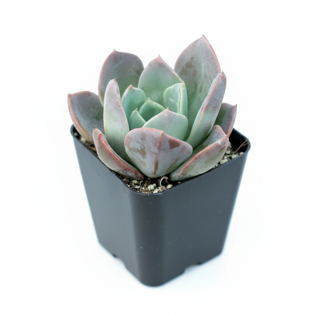 blue prince succulent Echeveria 'Blue Prince' Rosette
