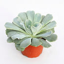 Echeveria 'Blue Ruffles' in a pot on a white background, green succulents, indoor succulents, succulent care guide, buy succulents online