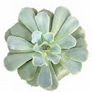 Echeveria 'Blue Ruffles' in a pot on a white background, green succulents, indoor succulents, succulent care guide, buy succulents online