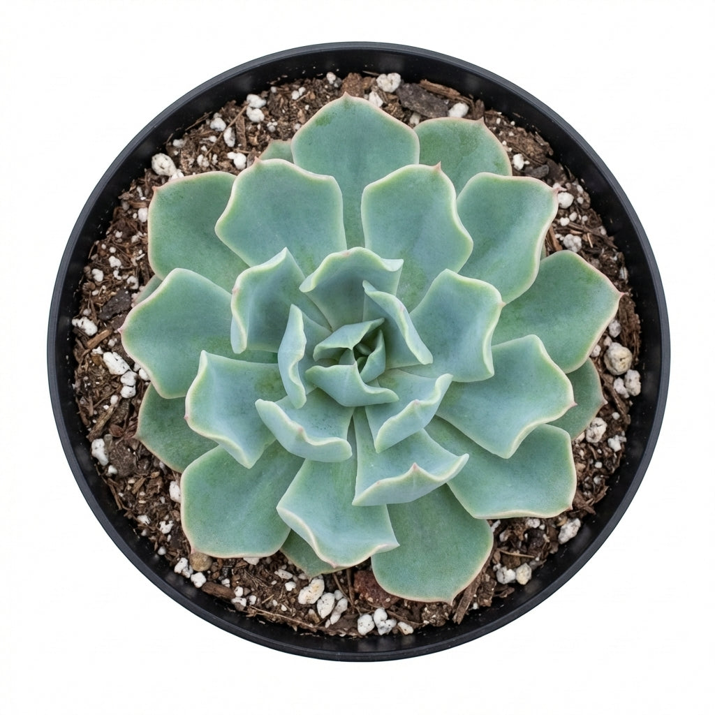 Potted Echeveria 'Blue Ruffles' with a white background, green succulents, indoor succulents, succulent care guide, buy succulents online