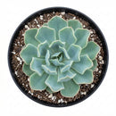 Echeveria 'Blue Ruffles' in a pot on a white background, green succulents, indoor succulents, succulent care guide, buy succulents online