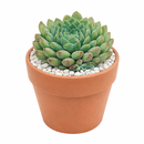 Echeveria 'Blue Sunshine' in a plastic pot, green succulents, indoor succulents, succulent care guide, buy succulents online