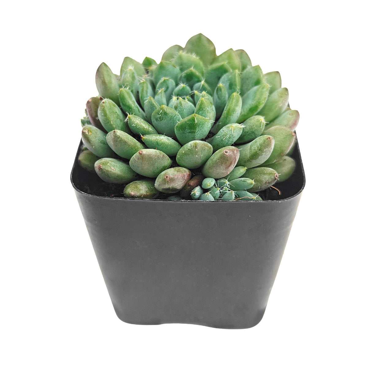 Echeveria 'Blue Sunshine', green succulents, indoor succulents, succulent care guide, buy succulents online