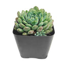 Echeveria 'Blue Sunshine' in a plastic pot, green succulents, indoor succulents, succulent care guide, buy succulents online