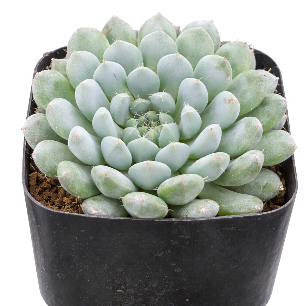 Echeveria 'Blue Sunshine' in a plastic pot, green succulents, indoor succulents, succulent care guide, buy succulents online