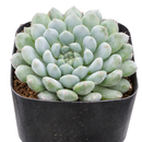 Echeveria 'Blue Sunshine' in a plastic pot, green succulents, indoor succulents, succulent care guide, buy succulents online