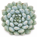 Echeveria 'Blue Sunshine' in a plastic pot, green succulents, indoor succulents, succulent care guide, buy succulents online