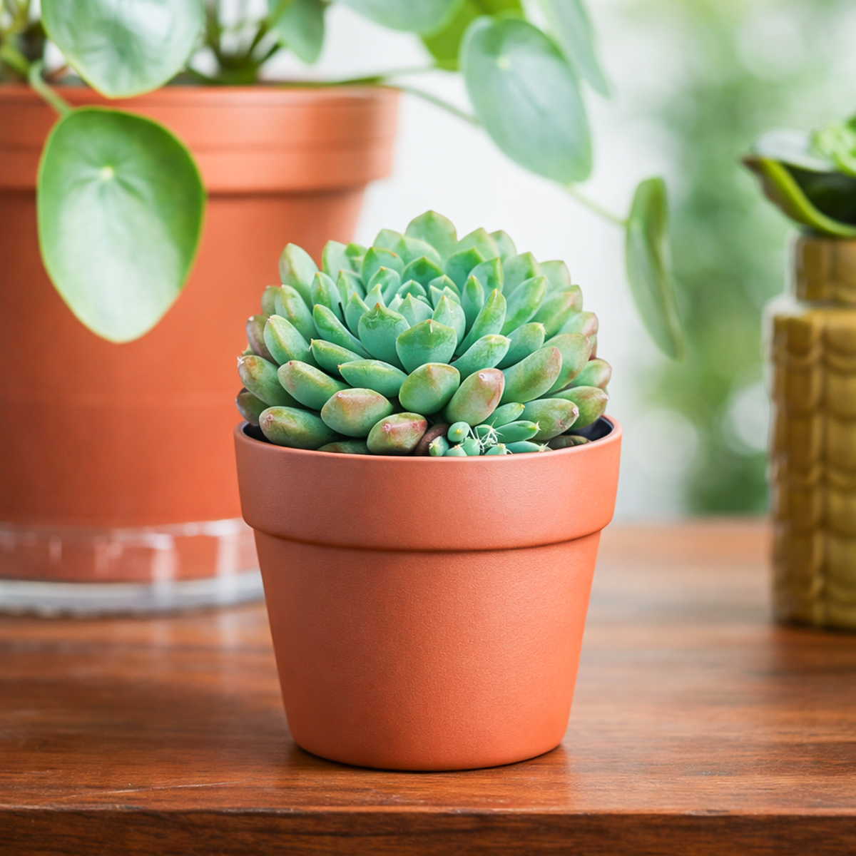 Echeveria 'Blue Sunshine', green succulents, indoor succulents, succulent care guide, buy succulents online