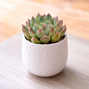 Echeveria Blue Wren care, Blue Wren succulent, rare echeveria hybrid, drought-tolerant echeveria, echeveria Blue Wren for sale