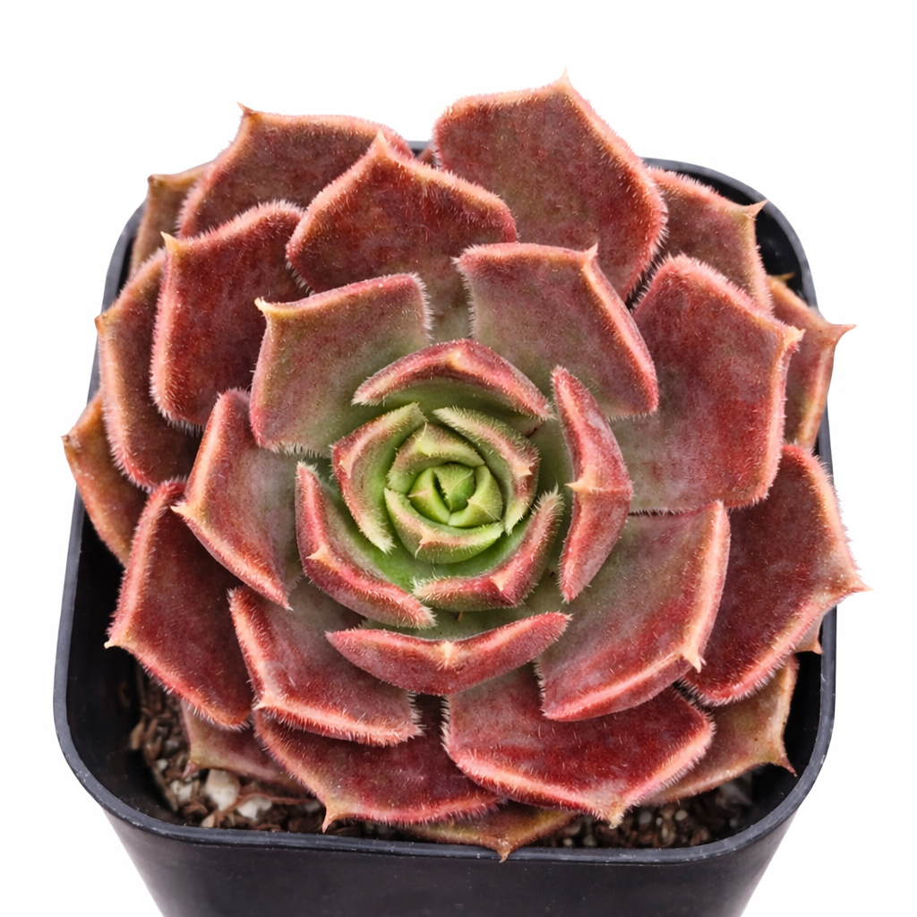 2 inch Echeveria 'Brown Rose', red succulents, indoor succulents, succulent care guide, buy succulents online