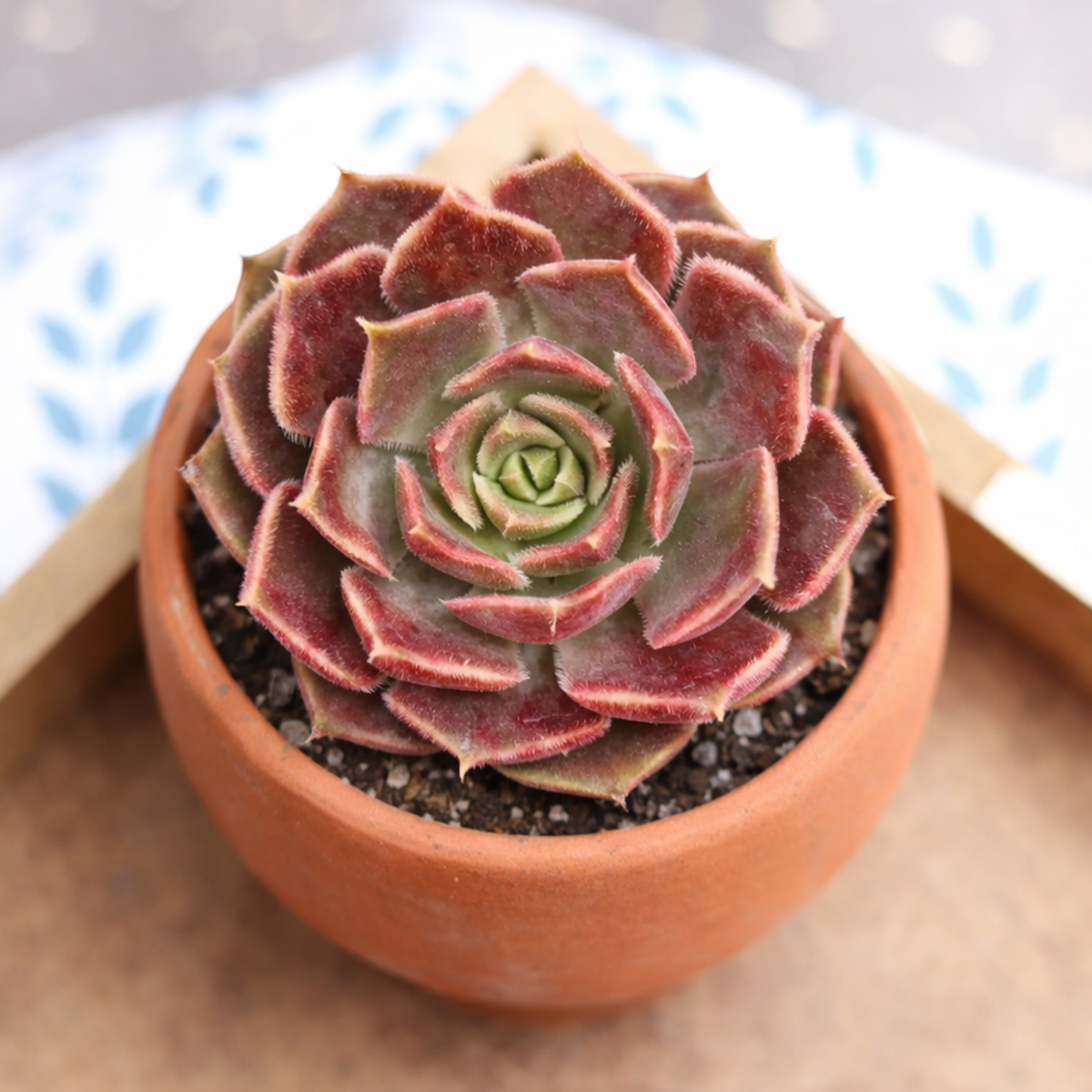 Echeveria 'Brown Rose'