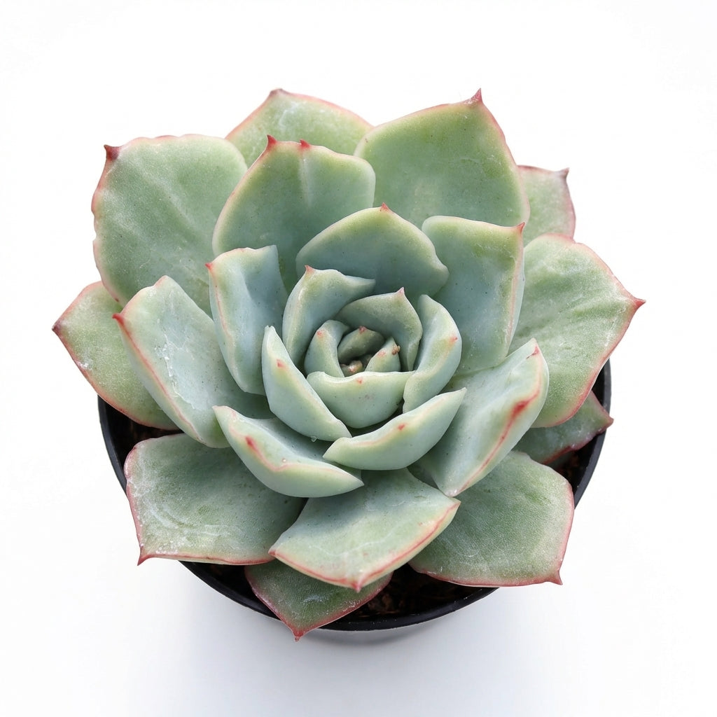 2 inch Echeveria 'California Queen' in a pot on a white background, green succulents, indoor succulents, succulent care guide, buy succulents online on a white background